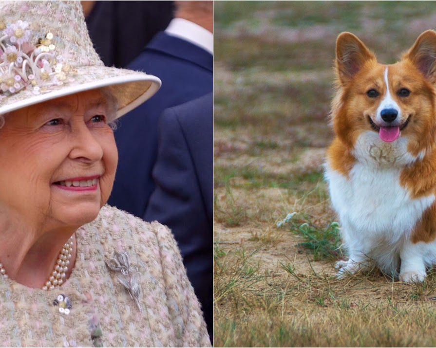 The Queen’s last corgi has passed away in Windsor Castle at the age of 12