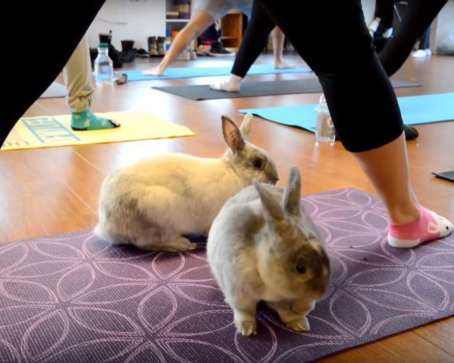 Bunny Yoga Is The Latest Adorable Fitness Trend We Want To Try