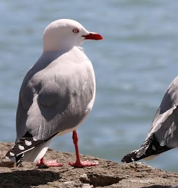 Plastic pollution, gannets in Kerry