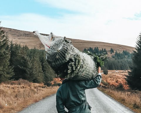 christmas tree delivery dublin