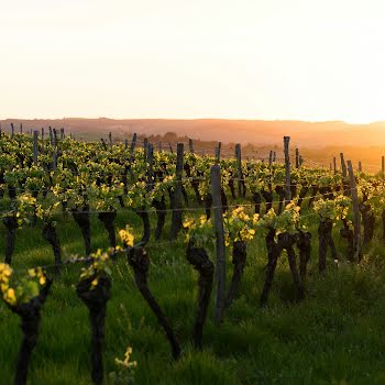 Savour the flavours of French wine for less this September