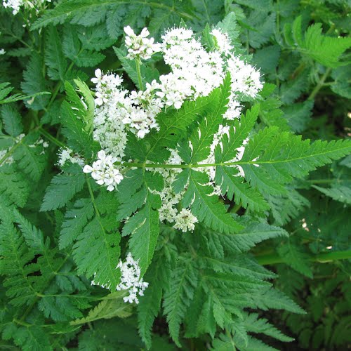 Sweet cicely (Myrrhis odorata)