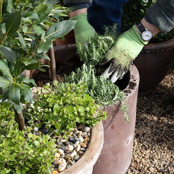 Patio planting: how to create a handy herb pot