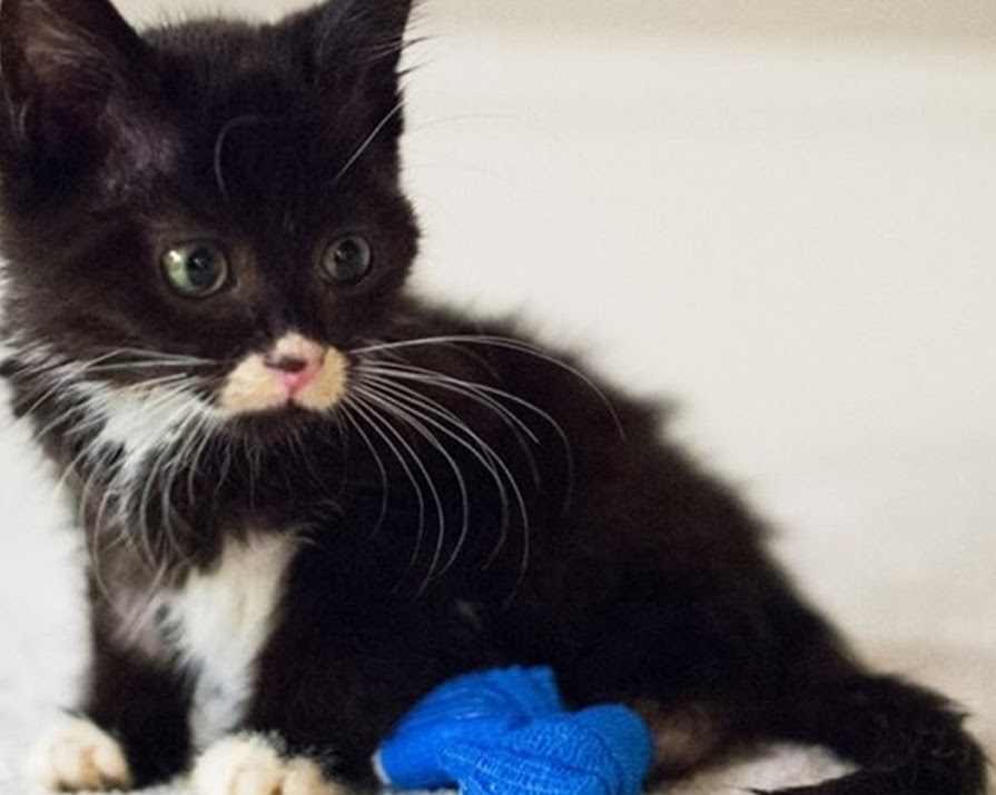Watch: Adorable Rescue Kitten Can Now Walk Without Tiny Wheelchair