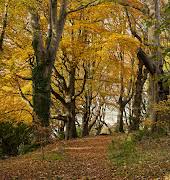 The best gardens in Ireland to seek out the most spectacular foliage displays