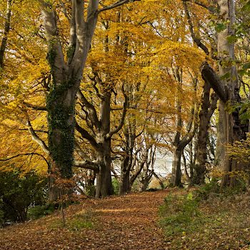 The best gardens in Ireland to seek out the most spectacular foliage displays