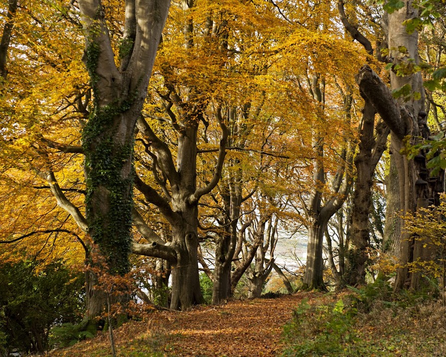 The best gardens in Ireland to seek out the most spectacular foliage displays