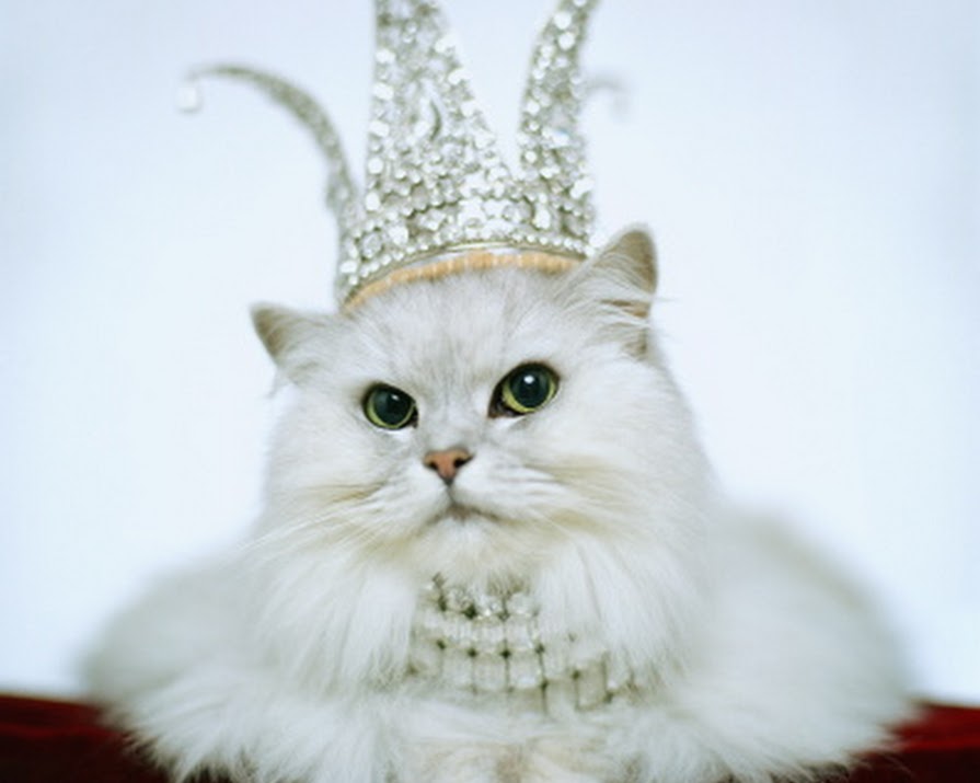 Feline Fabulous: When Cats Meet Haute Couture