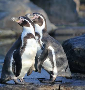 Dublin Zoo webcams