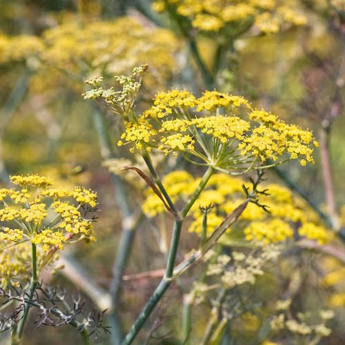 Bronze fennel (Foeniculum vulgare'purpureum')