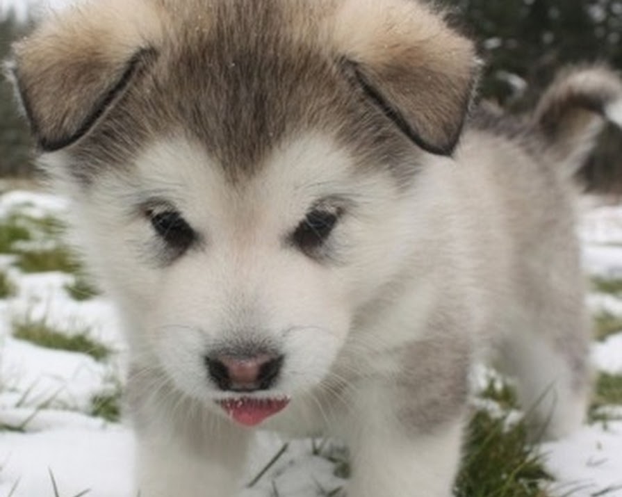 Cute Pup: Your Weekly Dose of “Aw”