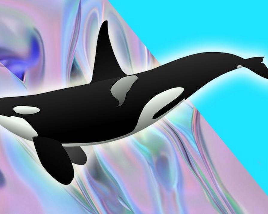 Killer Whales Are Helping Us To Understand Menopause