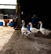 Take a tour of the Gubbeen Farmhouse in Schull, and learn more about this foodie family