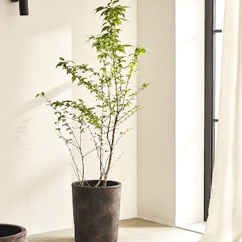 Bring the outdoors in with our pick of houseplant pots