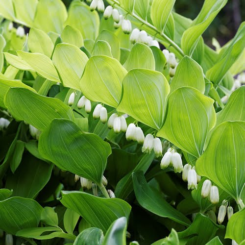 Solomon’s seal (polygonatum),