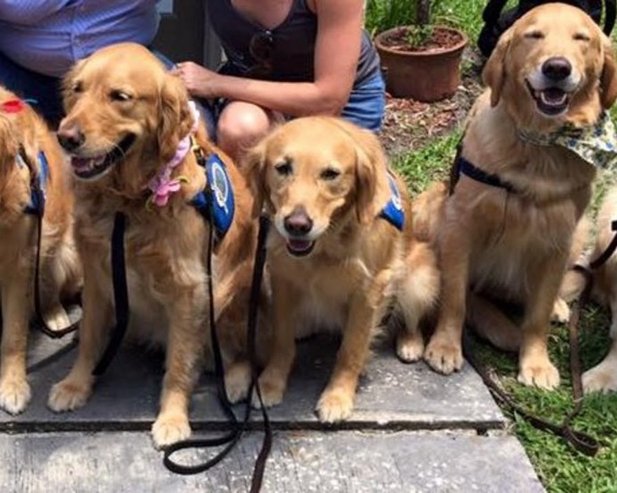 Comfort Dogs Sent To Support Grieving Families Of Orlando Shooting