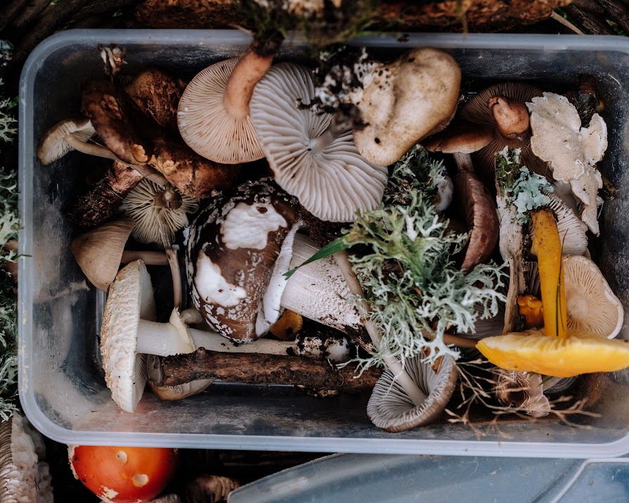 Mushrooms are having a real beauty moment: here’s why