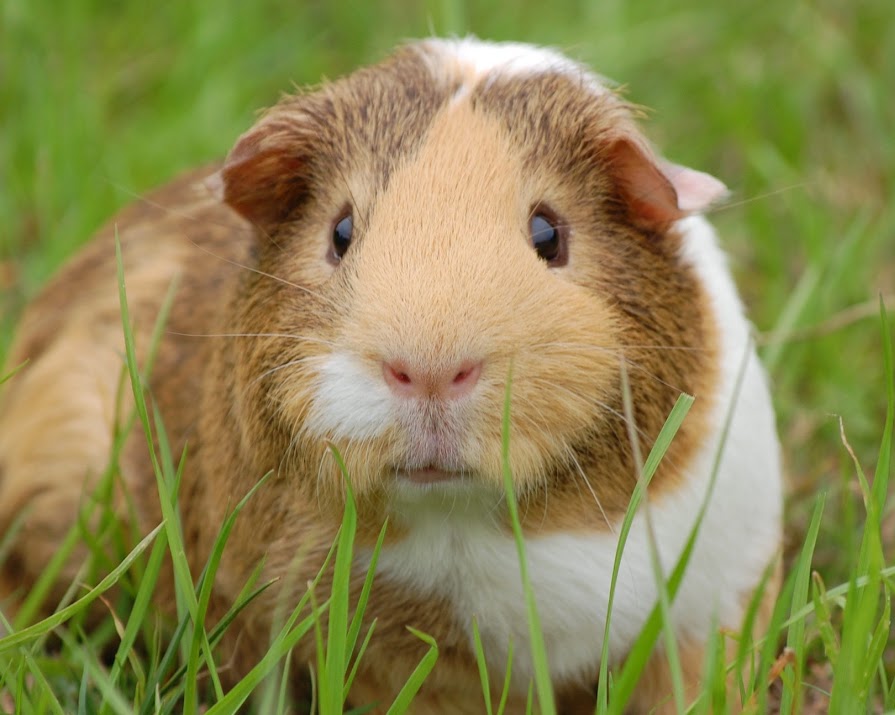 California becomes first US state to ban animal testing in the cosmetics industry