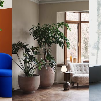 Indoor trees: the expert guide to keeping them in Irish homes