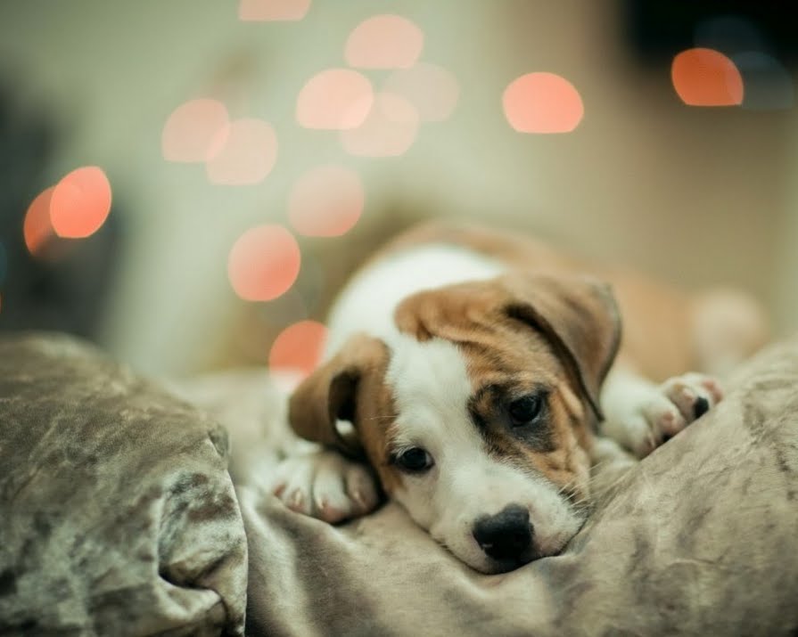 Animals Can Suffer Mental Health Issues Too Says Science IMAGE ie the-tallest-buildings-in-hong-kong-top-10-tallest-skyscrapers-in-hong