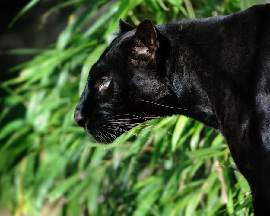 The day I came face to face with a black panther