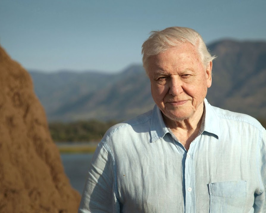 David Attenborough joins Instagram with a call to save the world