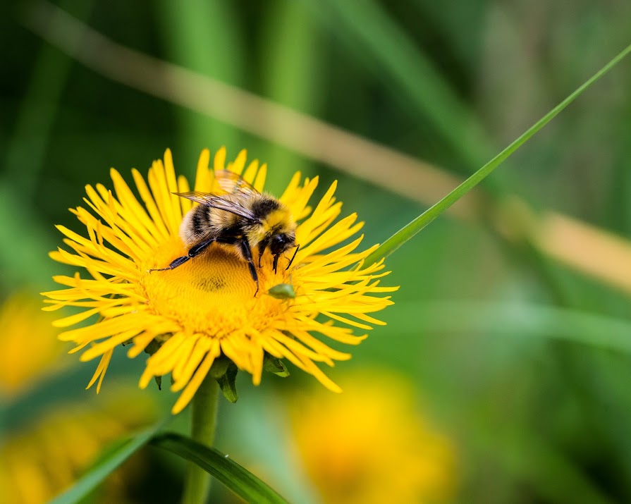 ‘If the bees die, so do we’: The apocalyptic reality of bee extinction