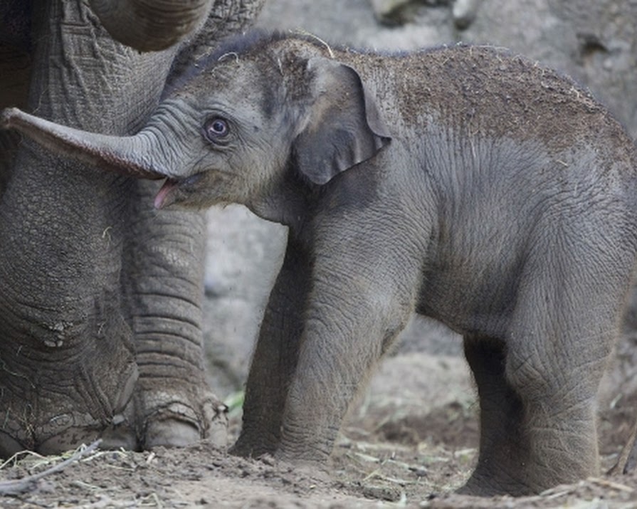 Dublin Zoo’s New Arrival is Adorable!