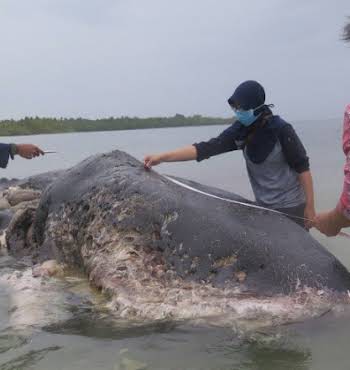 Whale via WWF-Indonesia