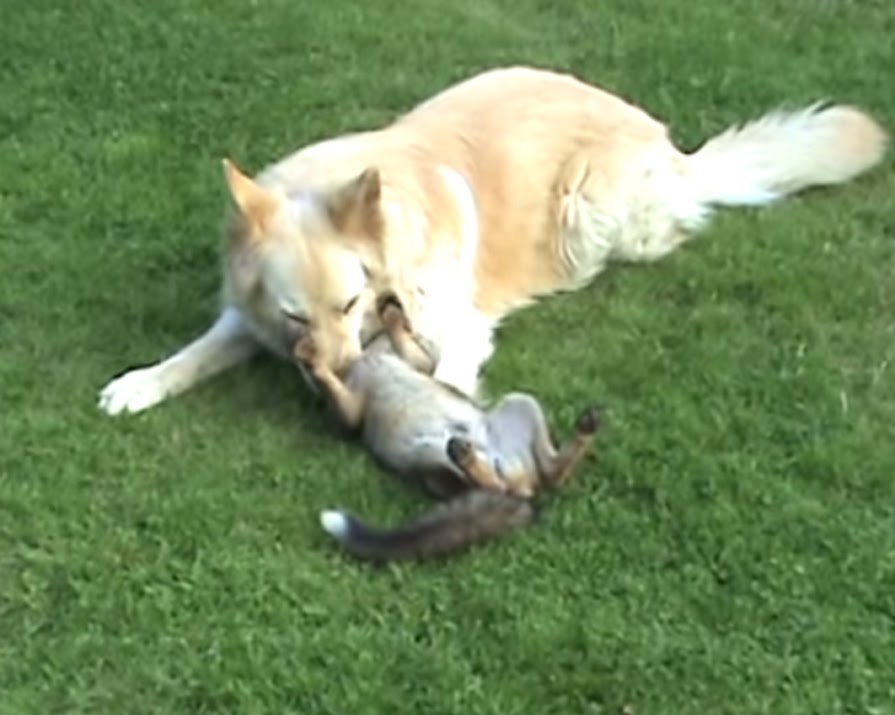 Fox and Hound Play Together