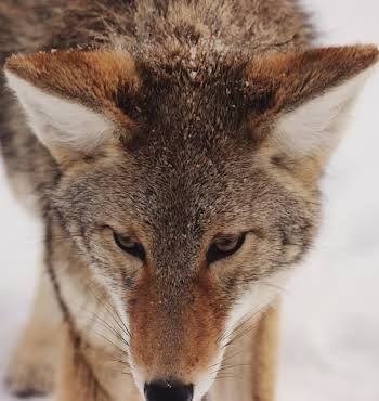 snow fox