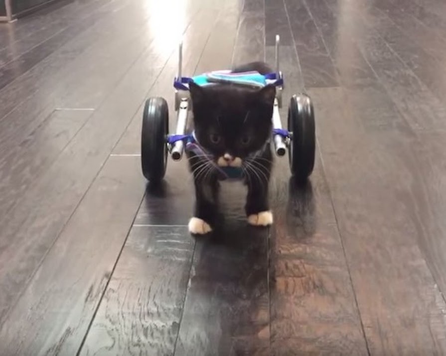 Watch: Tiny Kitten Walks For The First Time Using Special Wheelchair