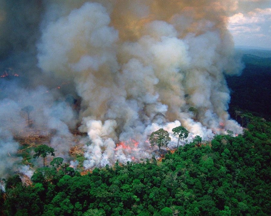 The Amazon rainforest is burning: Why did we not know?