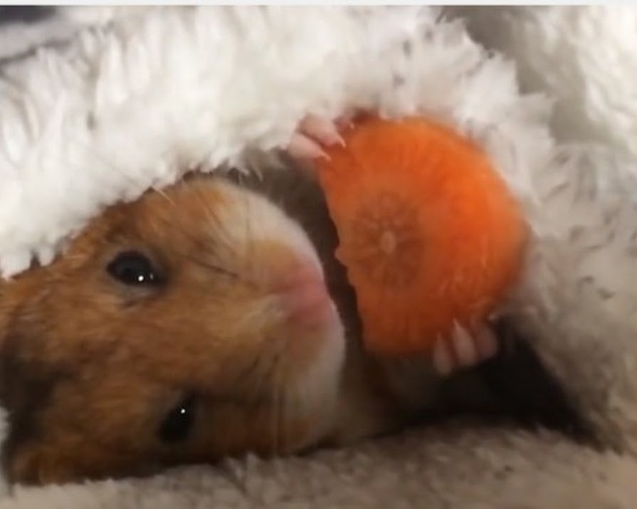 Watch: This Hamster Eating A Carrot Is All Of Us During Winter