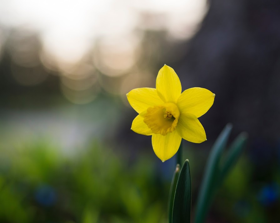 Daffodil Day: More than a third of those experiencing cancer don’t feel well-informed
