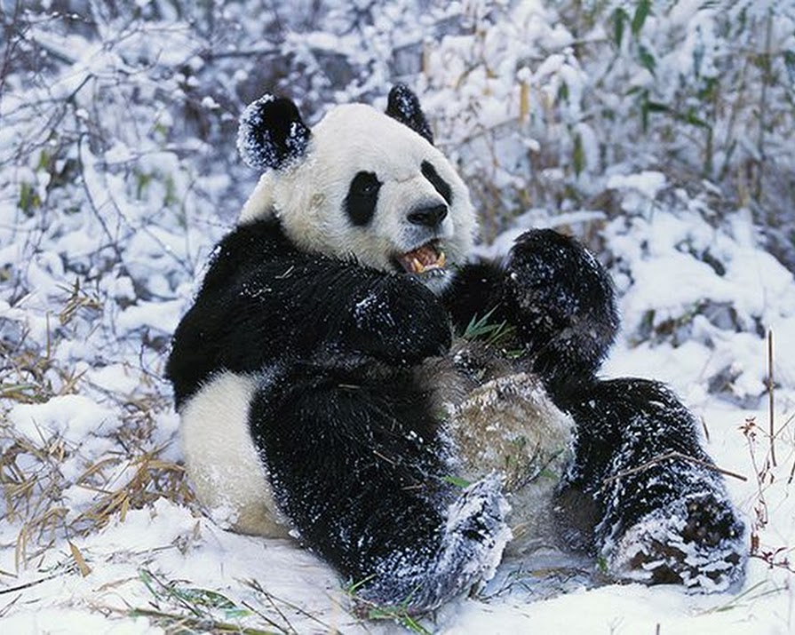 Watch: This Panda Playing In The Snow Is All You Need