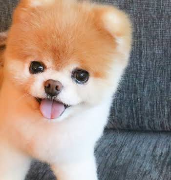 Boo the Pomeranian