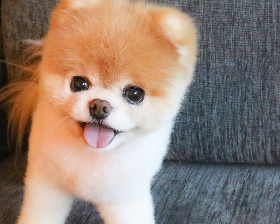 ‘World’s cutest dog’ Boo the Pomeranian dies aged 12