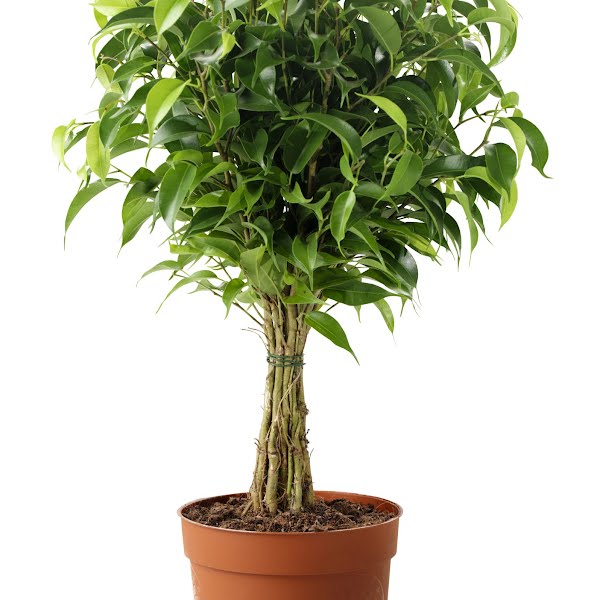 Ficus Benjamina ‘Natasja' potted plant, €9