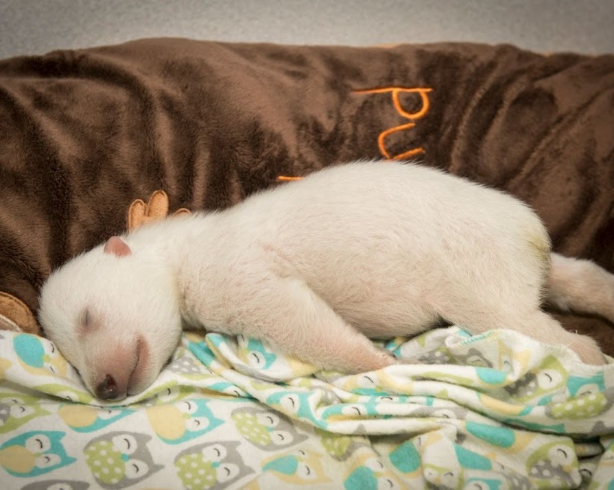 Watch: This Video Of A Baby Polar Bear Dreaming Will Melt Your Heart