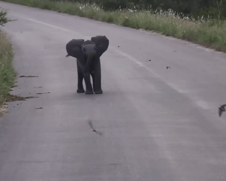 Baby Elephant Chasing Birds Will Make You Cry Tears Of Joy