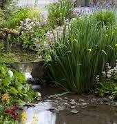 How to build a wildlife pond in your back garden (and why you should)