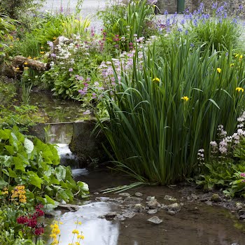 How to build a wildlife pond in your back garden (and why you should)