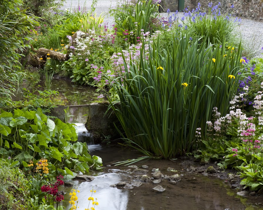 How to build a wildlife pond in your back garden (and why you should)
