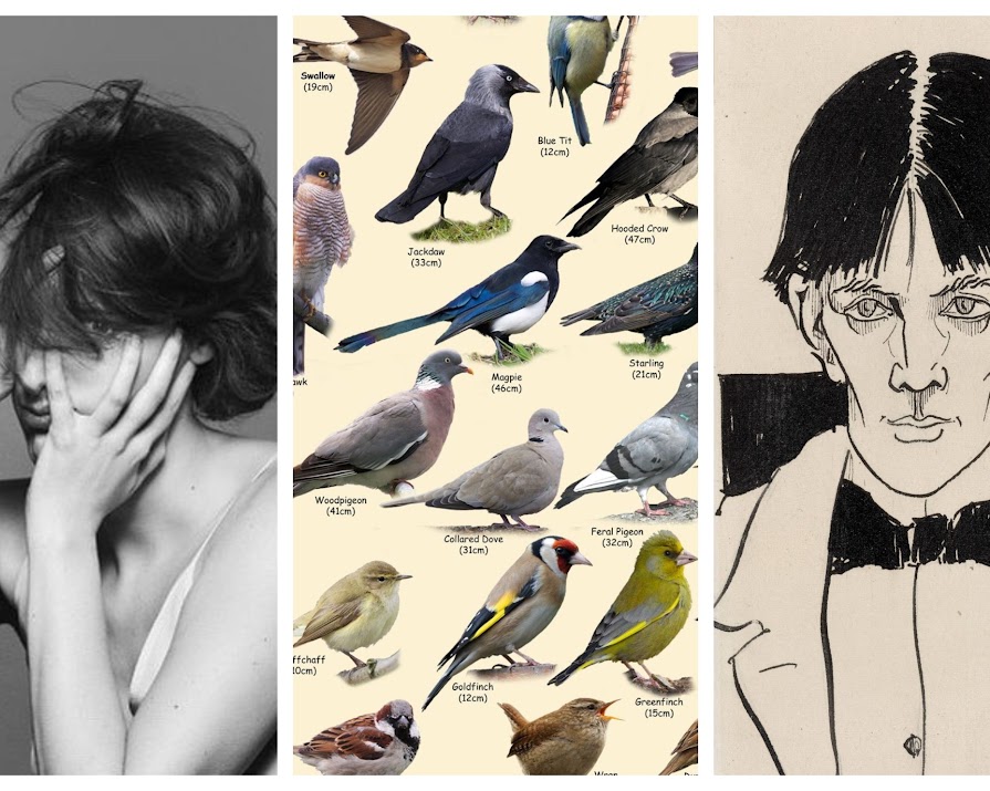 Fleabag Live, birdwatchers bingo & bed with Jarvis Cocker: your Easter quarantainment guide