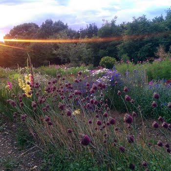 These are the best bee-friendly flowers to plant right now