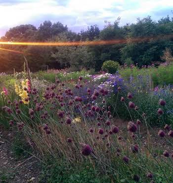 Britta Baranowsky The Flowerfield