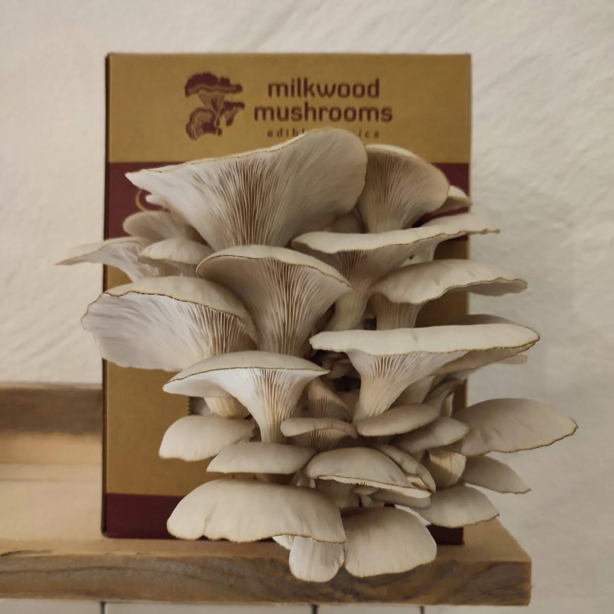 Milkwood Mushrooms Oyster Mushroom Grow Kit, €25