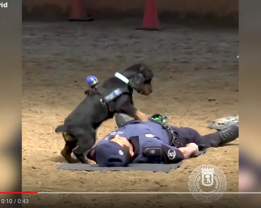 WATCH: This Spanish police dog has just learned CPR and we cannot deal
