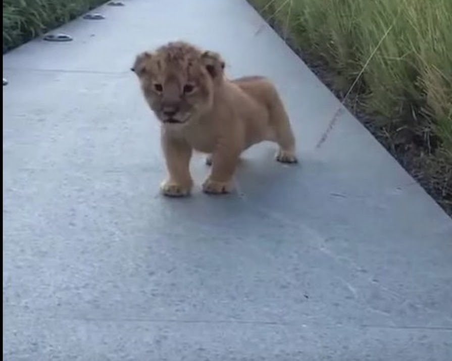 Watch: This Lion Cub Trying To Roar Will Make Your Day